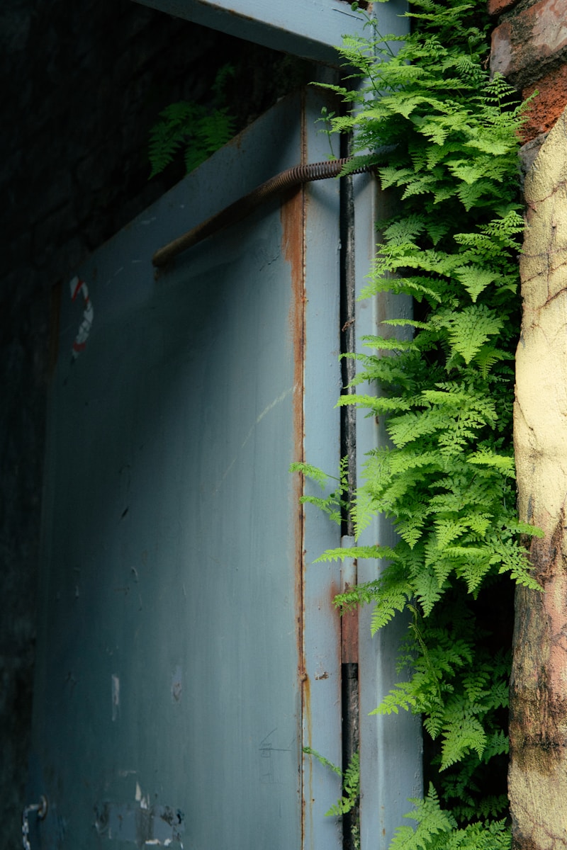 Green ferns grow on a weathered blue door.